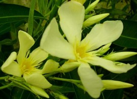 nerium souvenir iles canaries